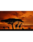 África